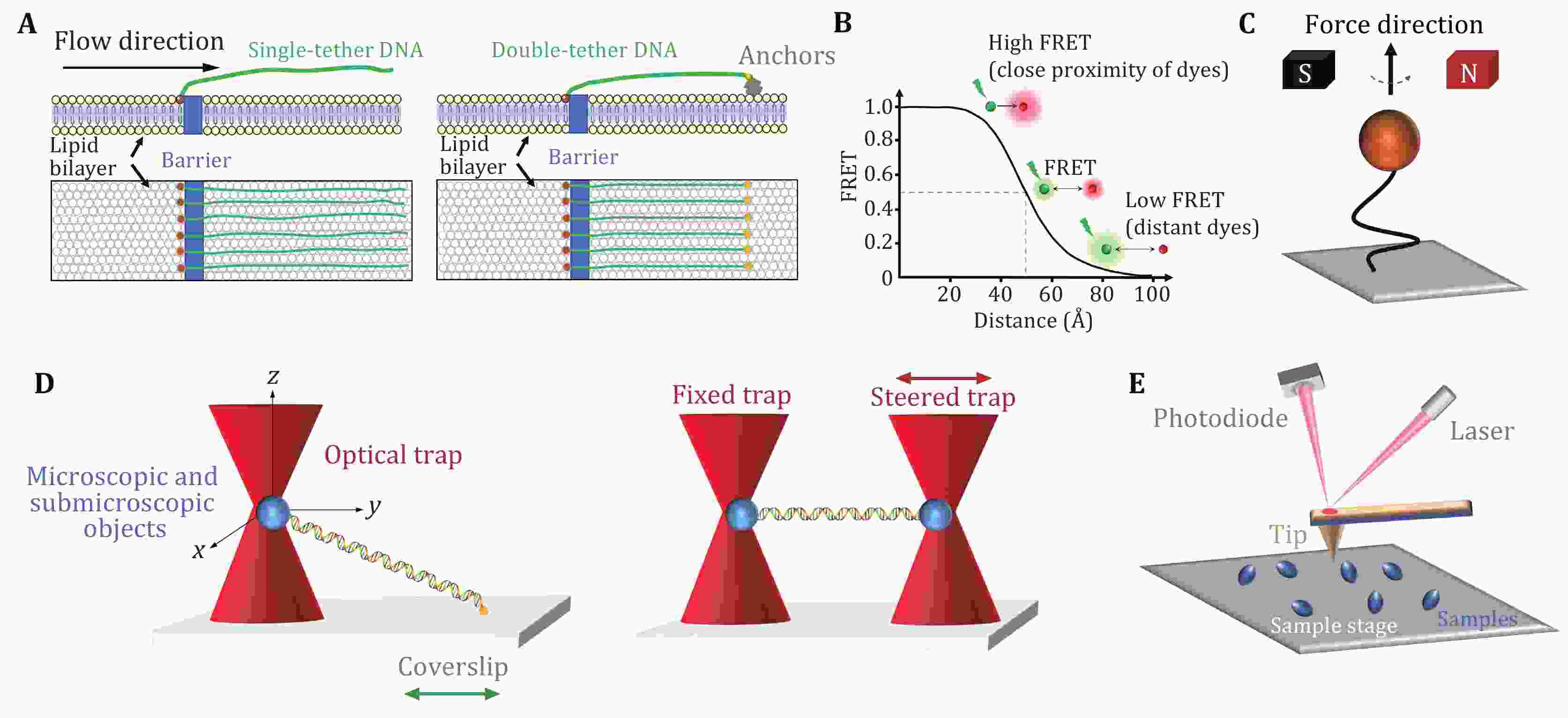 Fluorescent Single-Stranded DNA Binding Protein as a Probe for Sensitive,  Real-Time Assays of Helicase Activity: Biophysical Journal