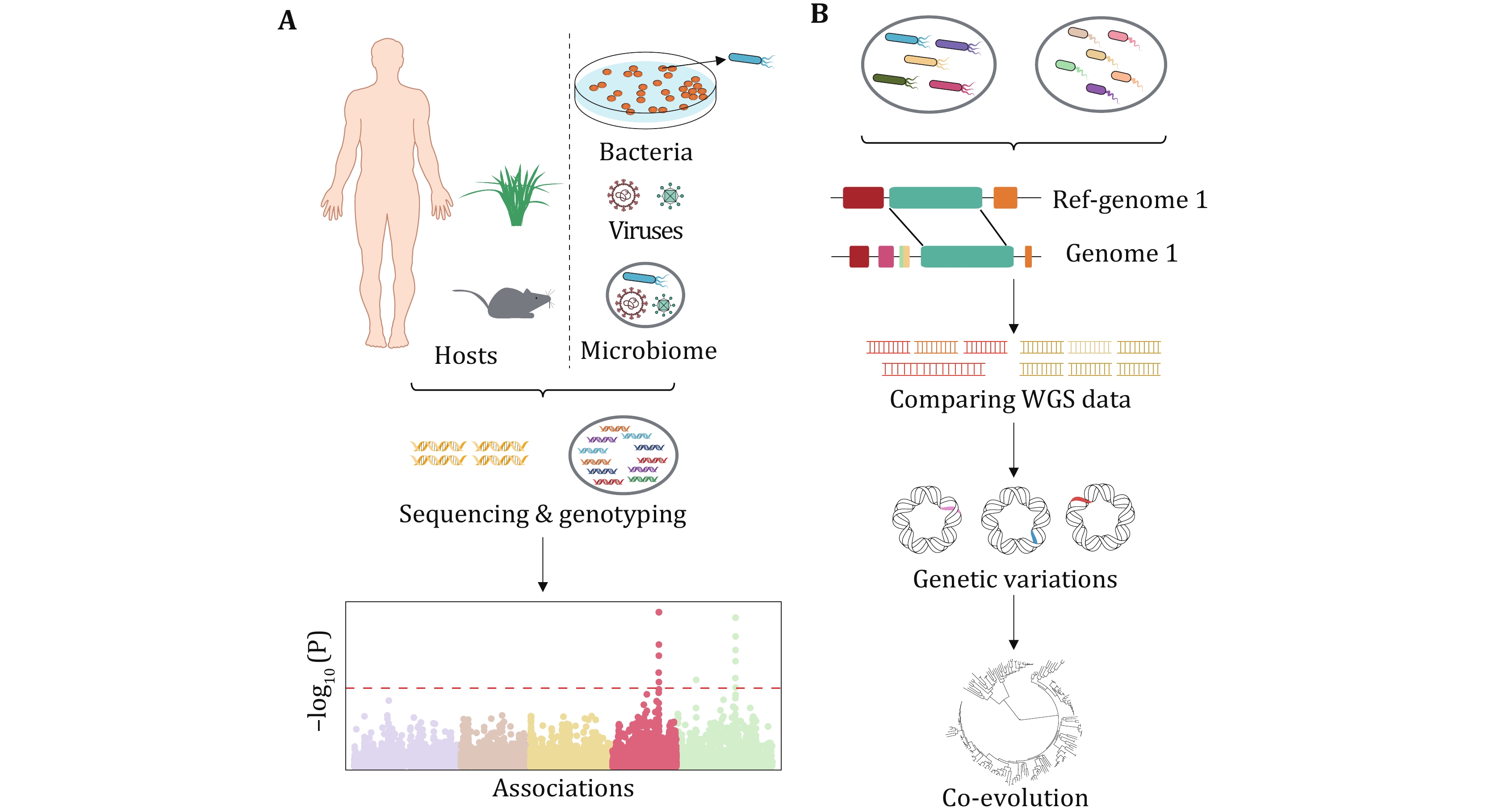 Gymnast Målestok asiatisk Genetic variation and function: revealing potential factors associated with  microbial phenotypes