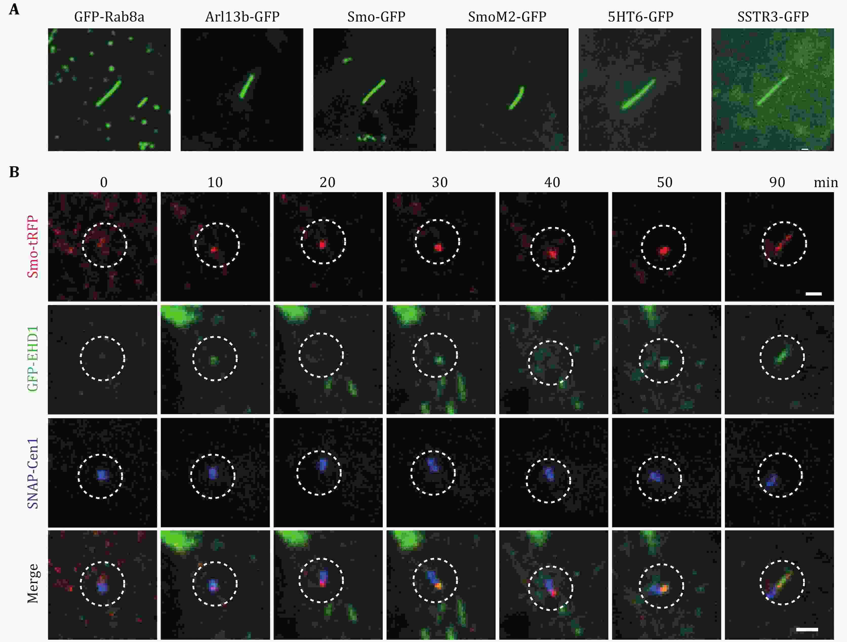 Livecell fluorescence imaging of ciliary dynamics