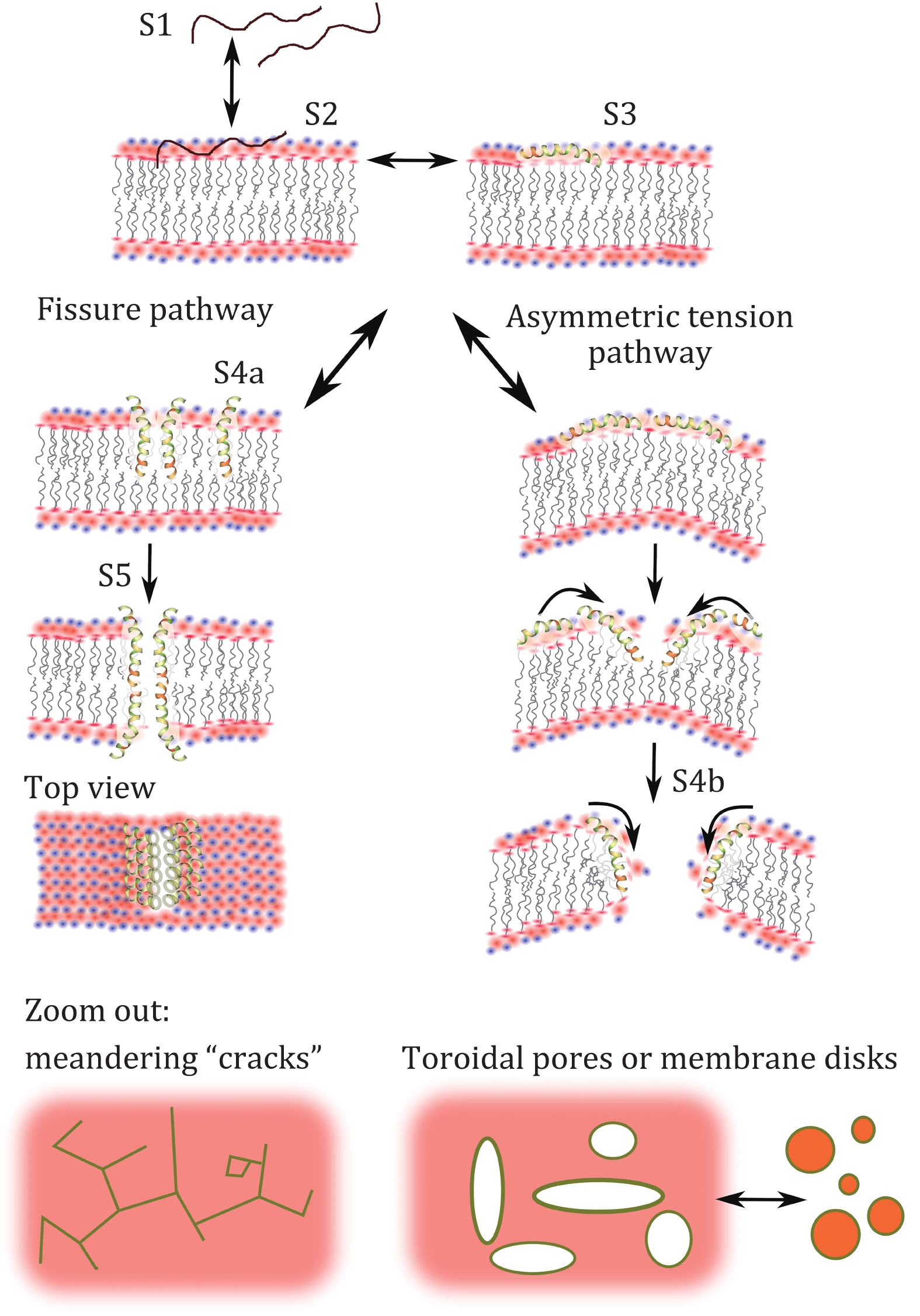 Latest developments on the mechanism of action of membrane disrupting