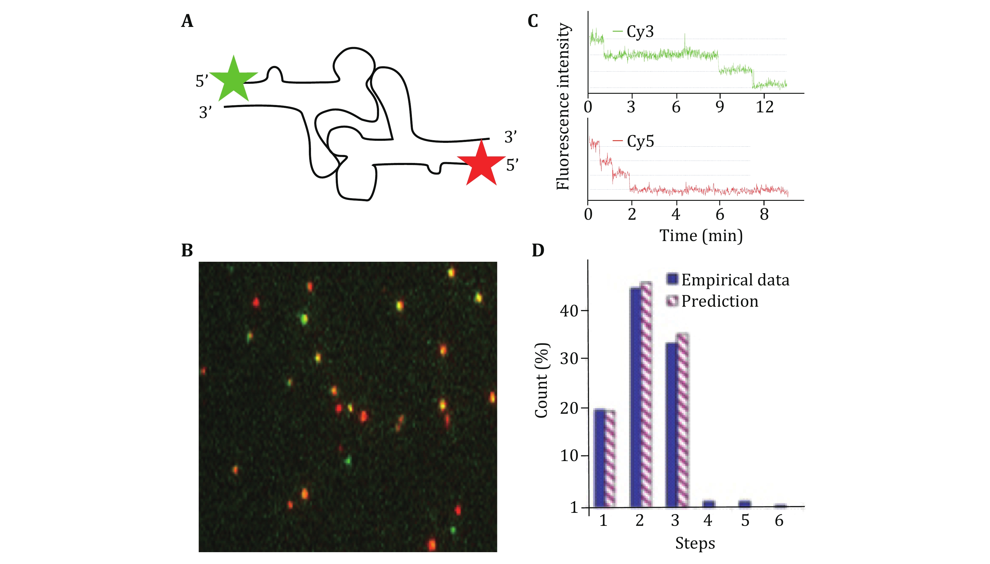 Optical tweezer and TIRF microscopy for single molecule manipulation of