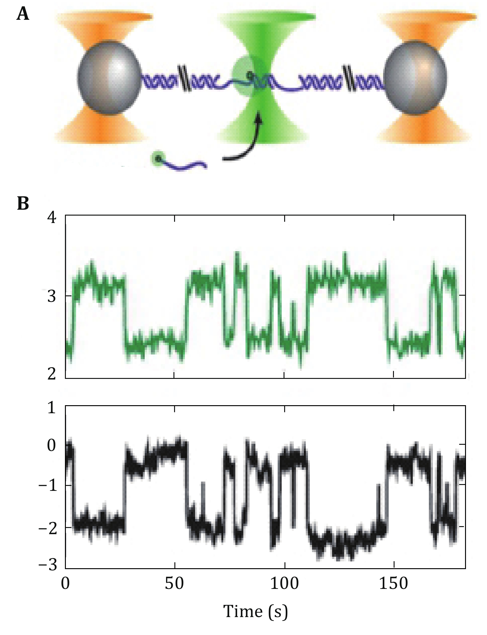 Optical tweezer and TIRF microscopy for single molecule manipulation of