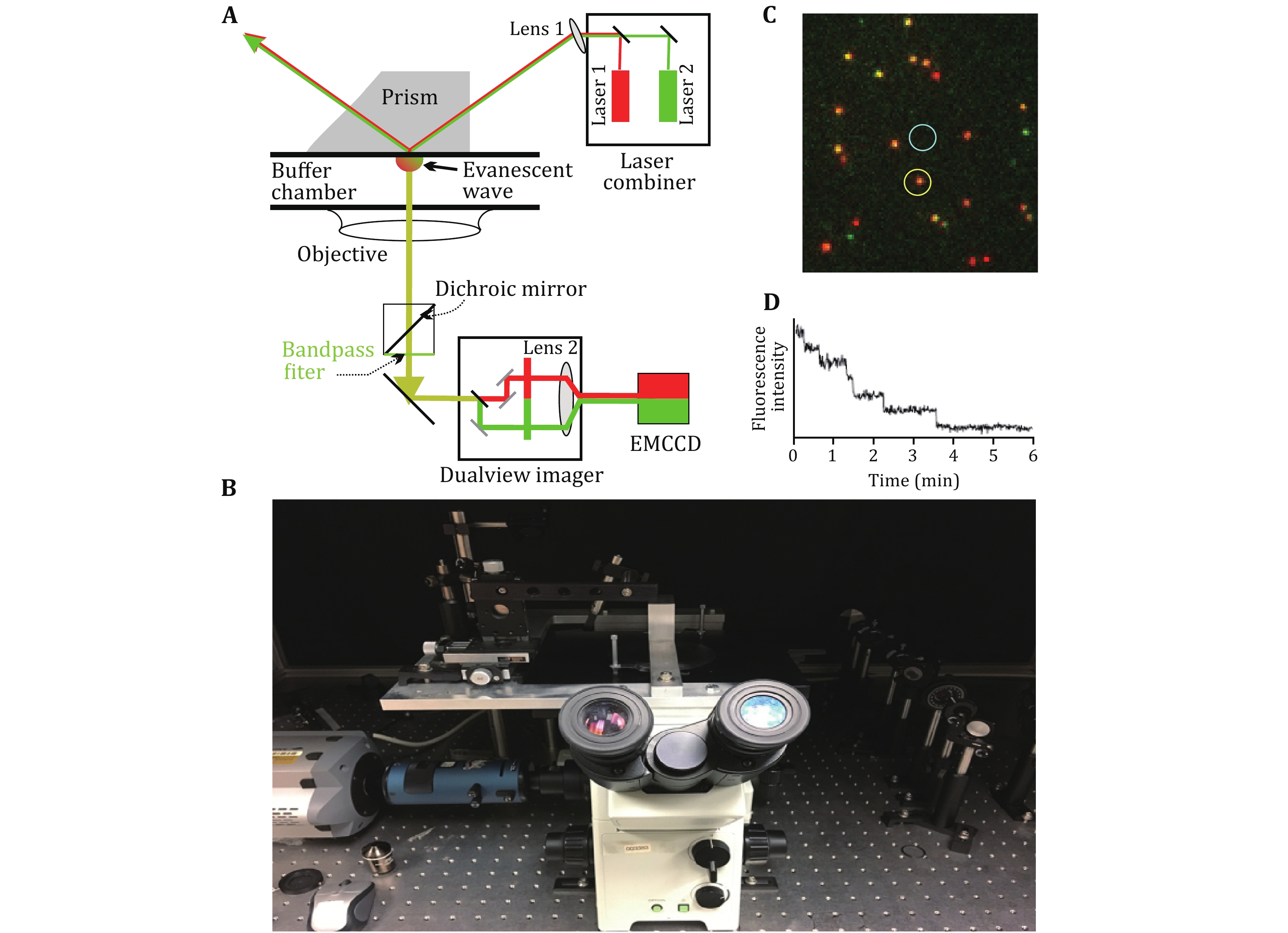 Optical tweezer and TIRF microscopy for single molecule manipulation of RNA/DNA nanostructures