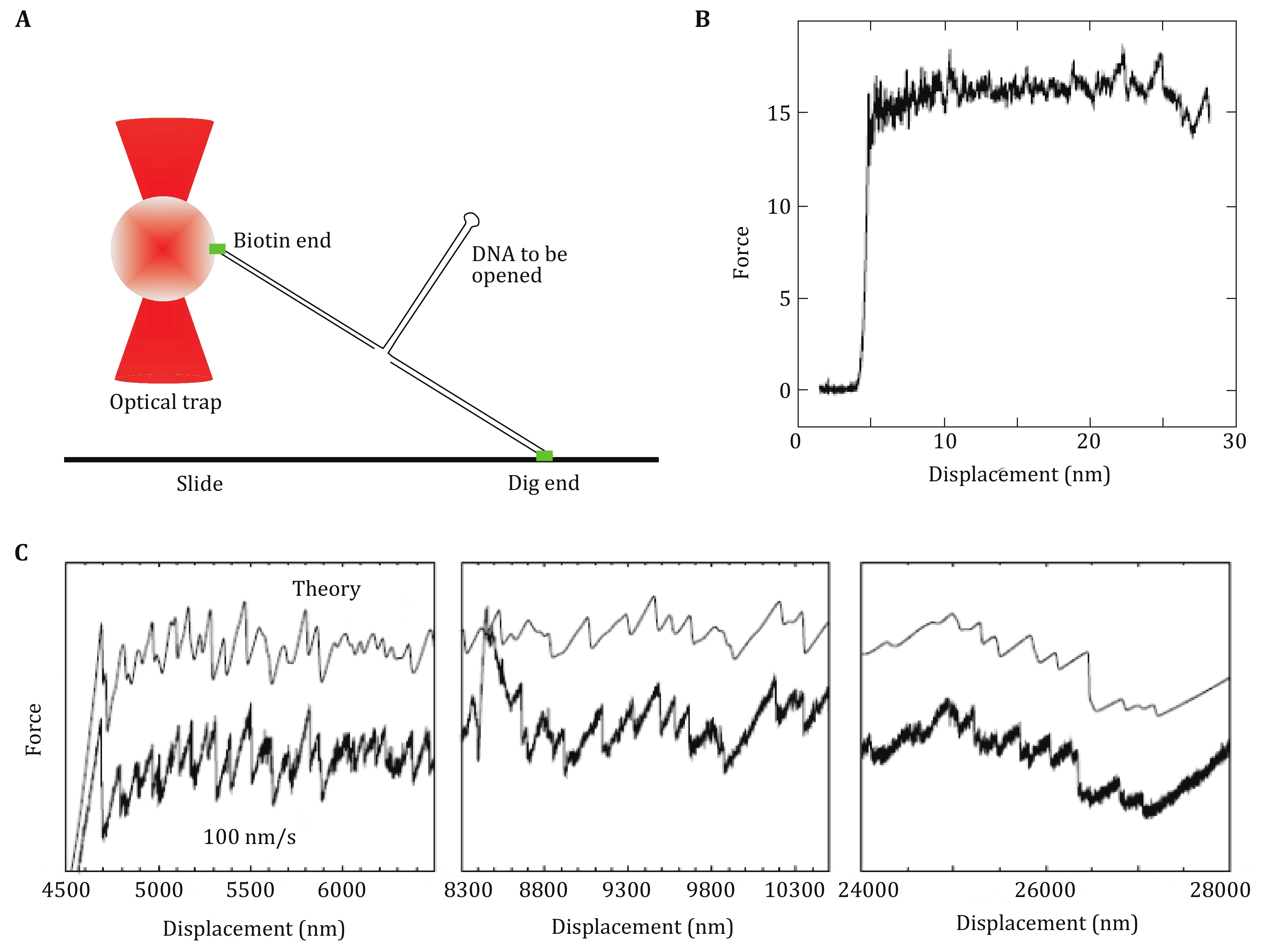 Optical tweezer and TIRF microscopy for single molecule manipulation of