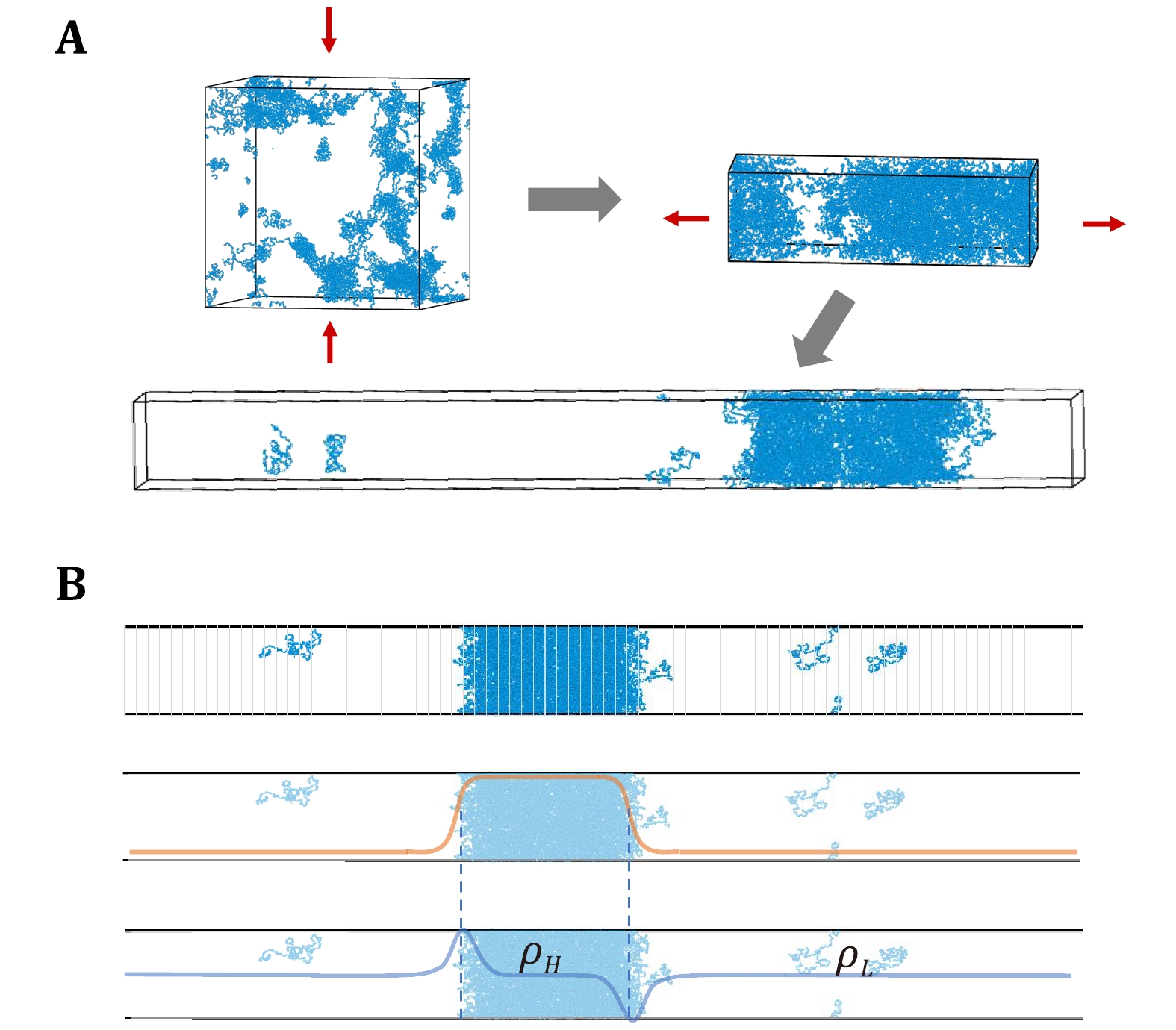 Theoretical modelling of liquidliquid phase separation from particle