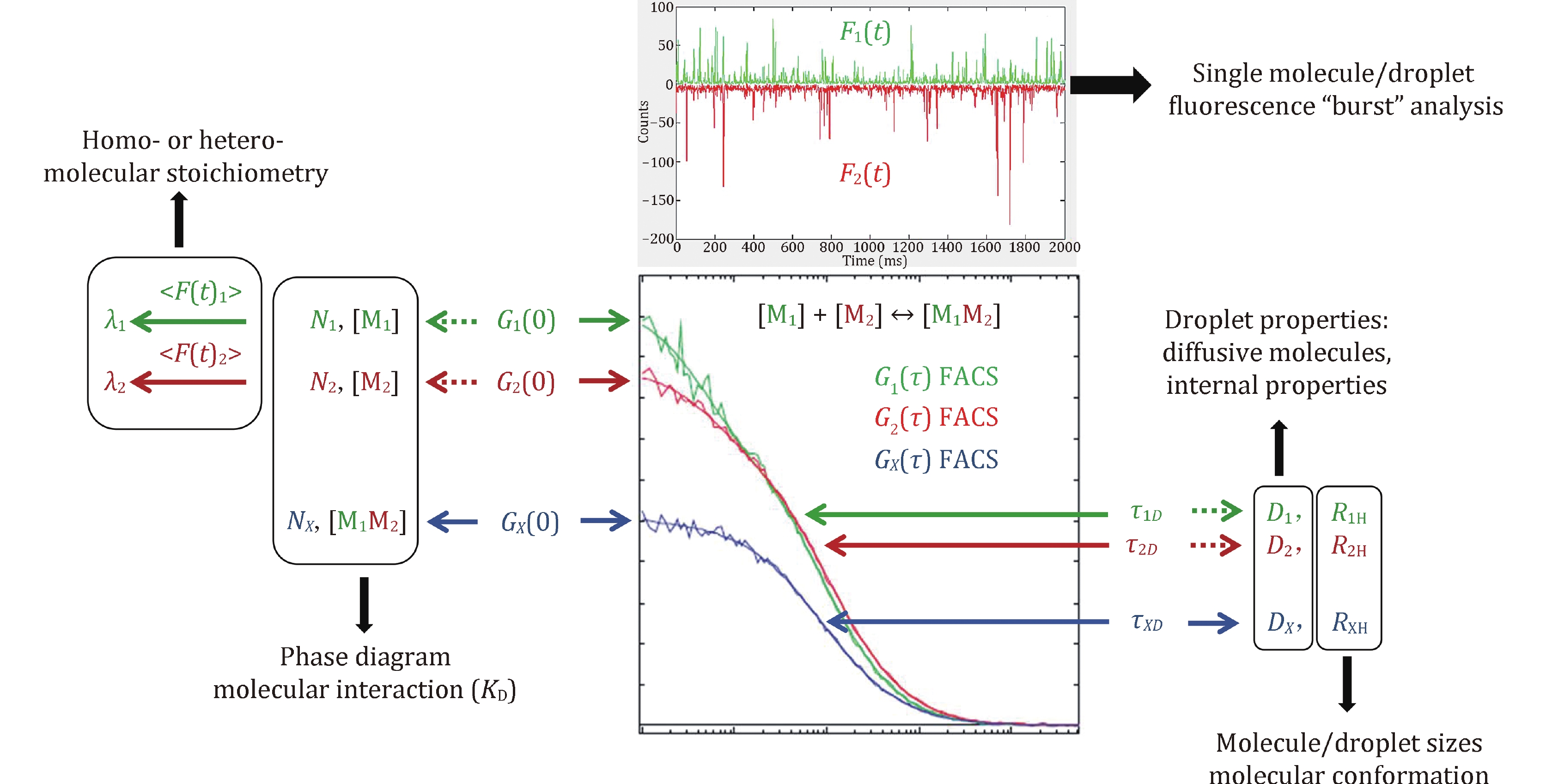 Principles of fluorescence correlation spectroscopy applied to studies