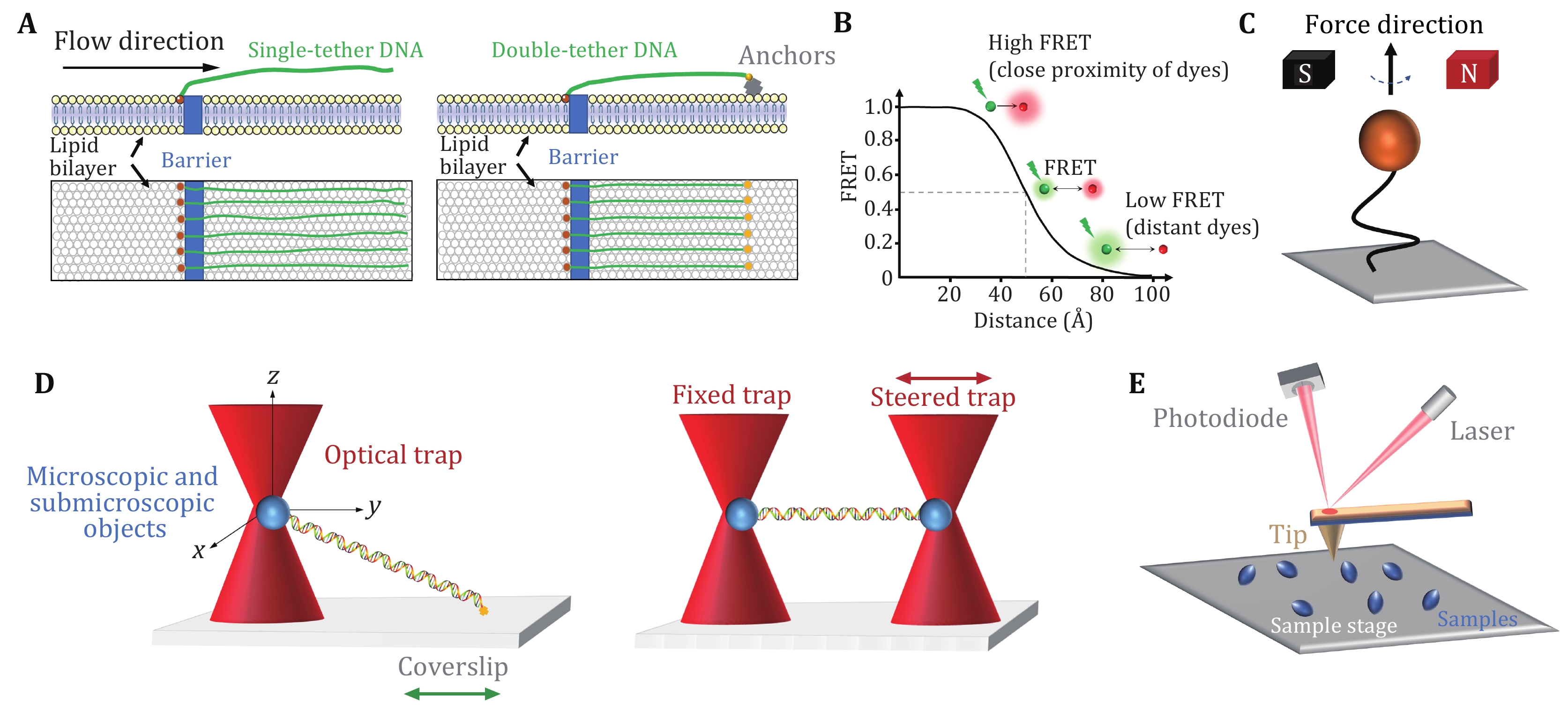 Figure 1. Single-molecule techniques for the study of Cas9 proteins. A DNA curtains. Single-tethered DNA curtains (left). An array of DNA molecules is aligned by a barrier in a lipid bilayer, while laminar flow stretches the molecules away from the barrier. Double-tethered DNA curtains (right). Two ends of a DNA molecule are respectively fixed to the barrier and the anchors (yellow) on the phospholipid bilayer. B smFRET. Schematic of the FRET efficiency as a function of the distance (R) between a pair of dyes for R0 = 50 Å. The donor dye transfers energy to the acceptor dye. The transfer efficiency depends on the distance between the two dyes. C Magnetic tweezers. One end of a double-stranded DNA molecule is usually attached to the glass surface, and the other end is attached to a magnetic bead. The magnetic field can apply force and torque to the magnetic bead, thereby manipulating the DNA molecules. D Optical tweezers. A highly focused laser beam can capture and move microscopic and submicroscopic objects, such as polystyrene beads, thereby manipulating and monitoring the DNA molecule attached to them. Single optical tweezers (left) typically require the ends of a DNA molecule attached to a bead and the coverslip surface. In a dual optical tweezers (right) configuration, two ends of a DNA molecule are attached to two beads manipulated by two traps. E AFM. The tip of the needle fluctuates in the direction perpendicular to the surface of the sample under the action of a constant repulsive force so that information on the surface morphology of the sample can be obtained