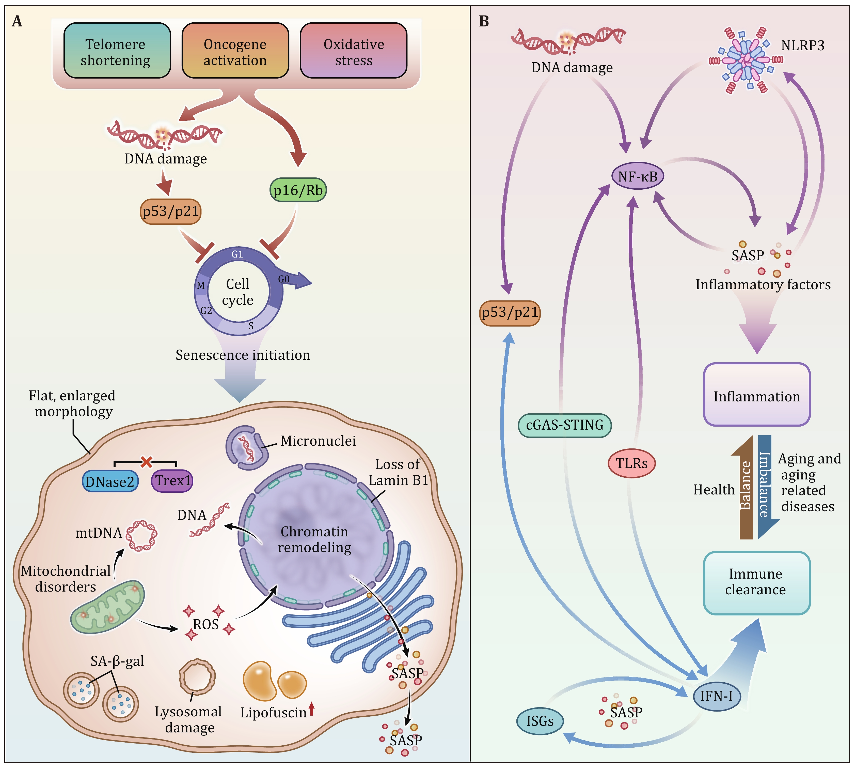 Regulation of cellular senescence by innate immunity